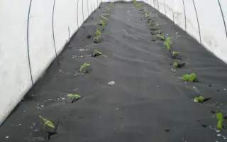 Plantex P-50, чёрный