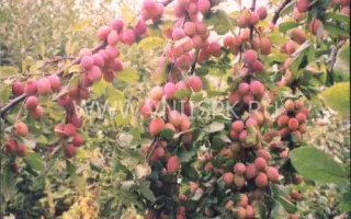 Нижегородская