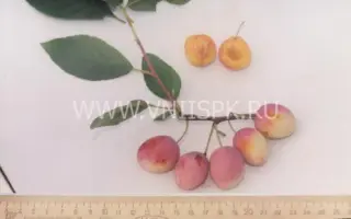 Память Тимирязева