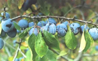 Память Финаева