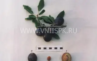 Память Хасанова