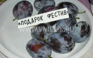 Подарок фестивалю