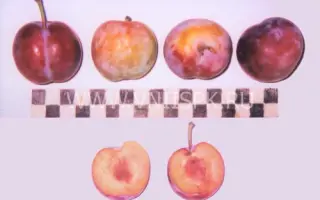 Предгорная