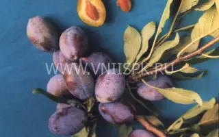 Прикубанская