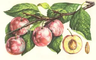 Ренклод Альтана