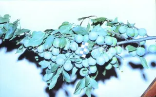 Ренклод колхозный