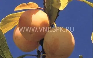 Ренклод куйбышевский