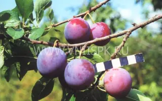 Ренклод Курсакова