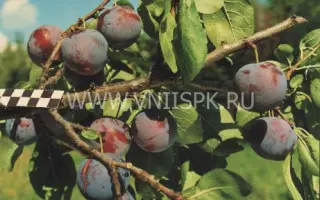 Ренклод Мичуринский