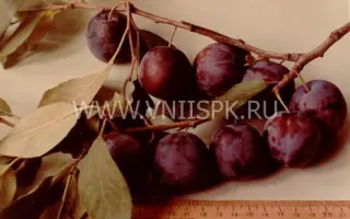 Ренклод саратовский