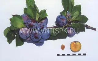 Ренклод советский