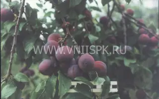 Ренклод теньковский