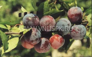 Ренклод Харитоновой