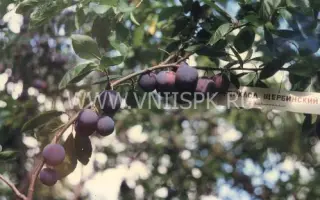 Ренклод Щербинский