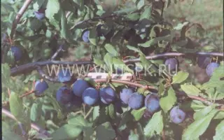 Сверхранняя