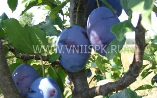 Синяя птица