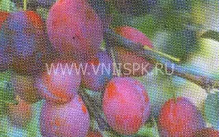 Скороспелка красная