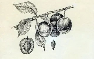 Скороспелка круглая