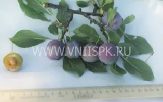 Сухановская