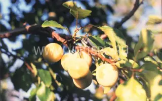 Татарская желтая