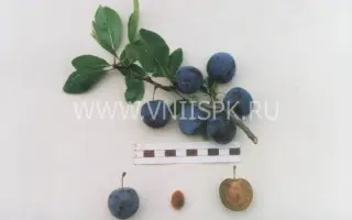 Теньковская голубка