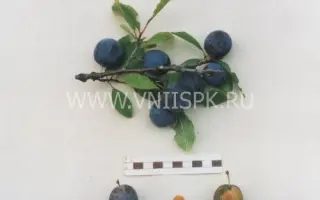 Теньковская синяя