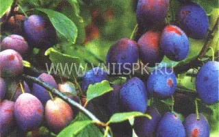 Фиолетовая