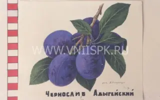 Чернослив адыгейский