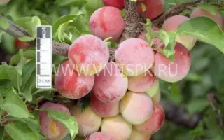 Алтайская юбилейная