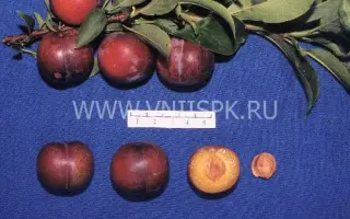 Амурская ранняя