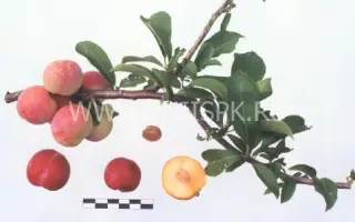 Байкальская