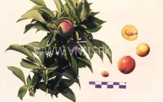 Бурятская юбилейная