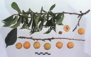 Ваулинская