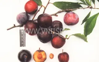 Вировская ранняя