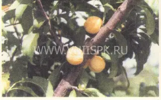 Желтая Хопты