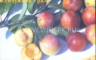 Жемчужина Урала