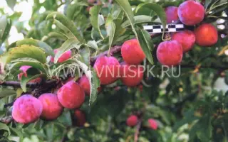 Краса Орловщины