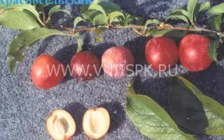 Красносельская