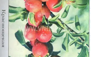 Краснощекая