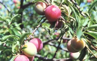 Красный шар