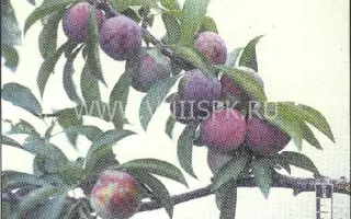 Маньчжурская красавица