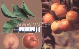 Находка Бурятии