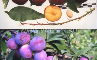 Орловская мечта