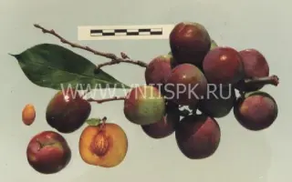 Орловский сувенир