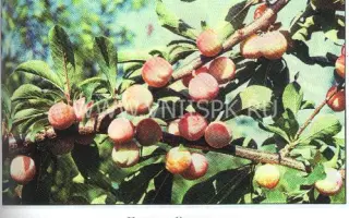 Подарок Чемала