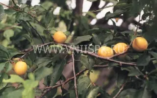 Светлана Приморская