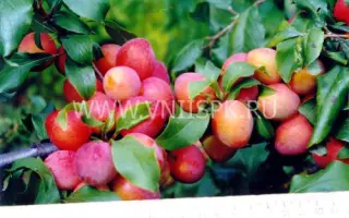 Содружество