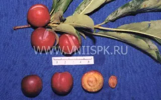 Тихоокеанская