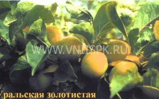 Уральская золотистая