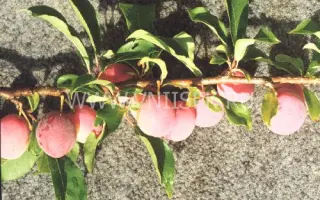 Хабаровская ранняя